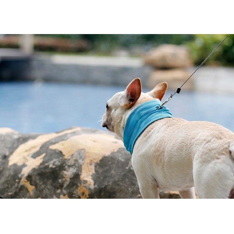 WagSteady Chill Band — Ice-Silk Cooling Bandana (Set of 2)